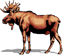 Maine Moose